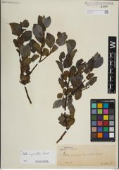 Foto von Salix myrsinifolia Salisb.